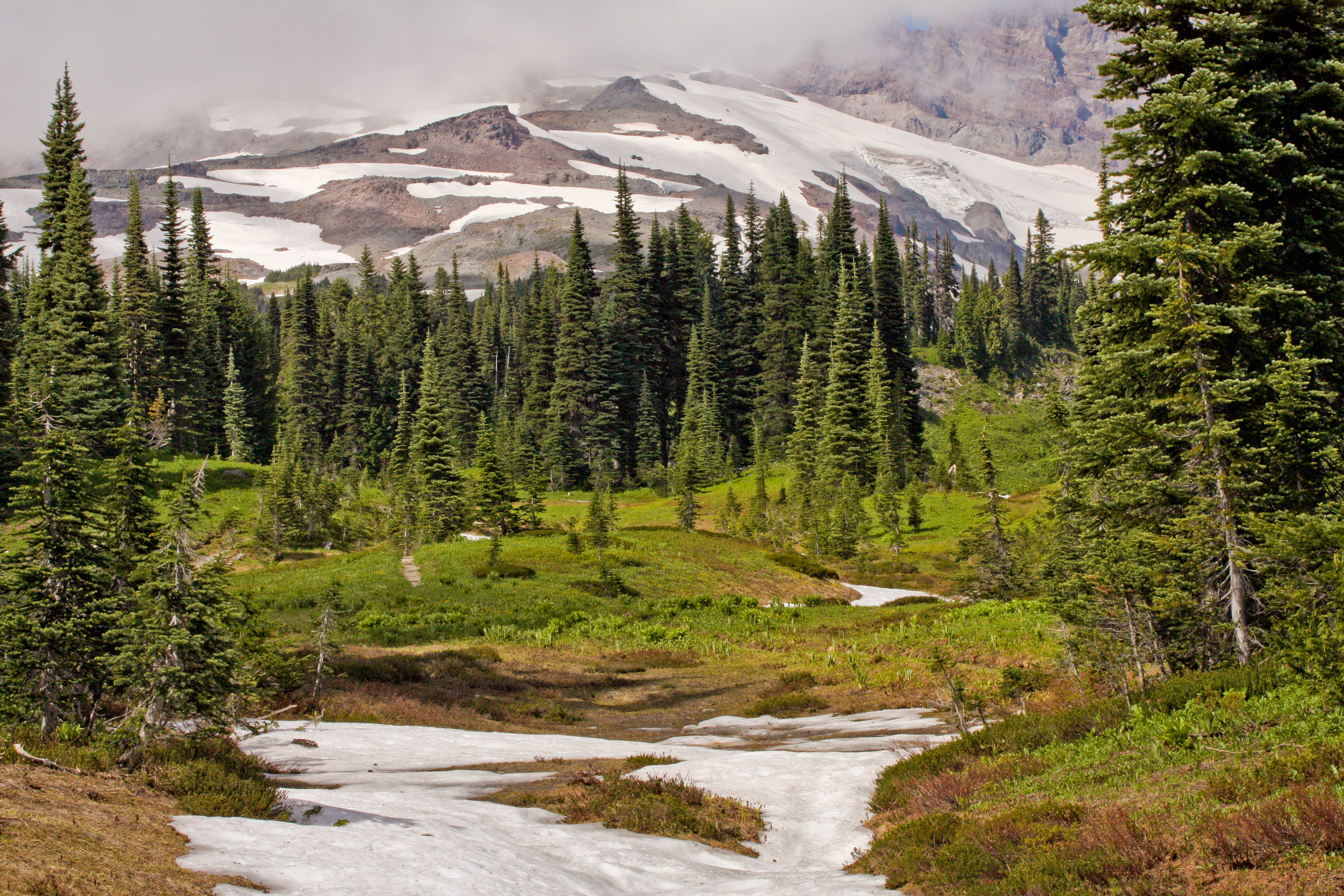Historical photographic dossier for Bellingham, Washington: Abies lasiocarpa 0775.JPG