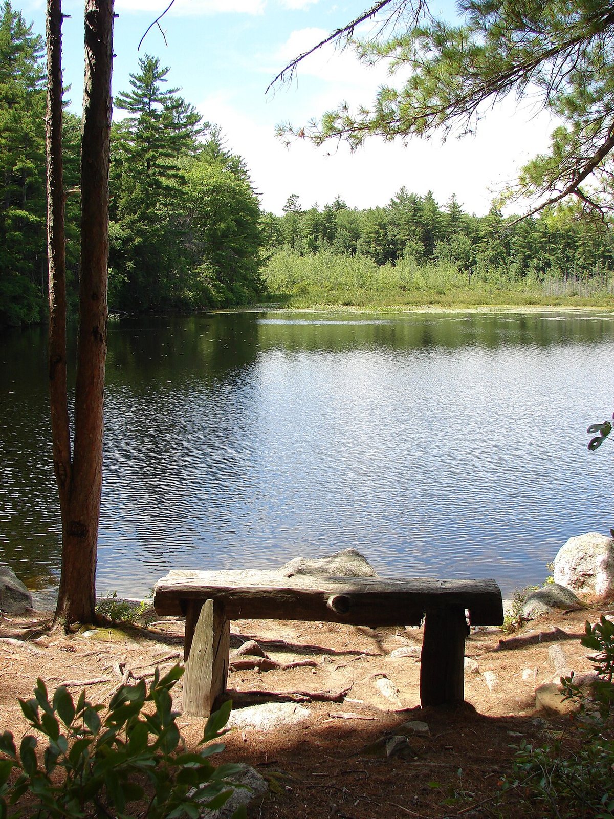 Dense pine forests of Bear Brook State Park in Allenstown New Hampshire where the two barrels were found