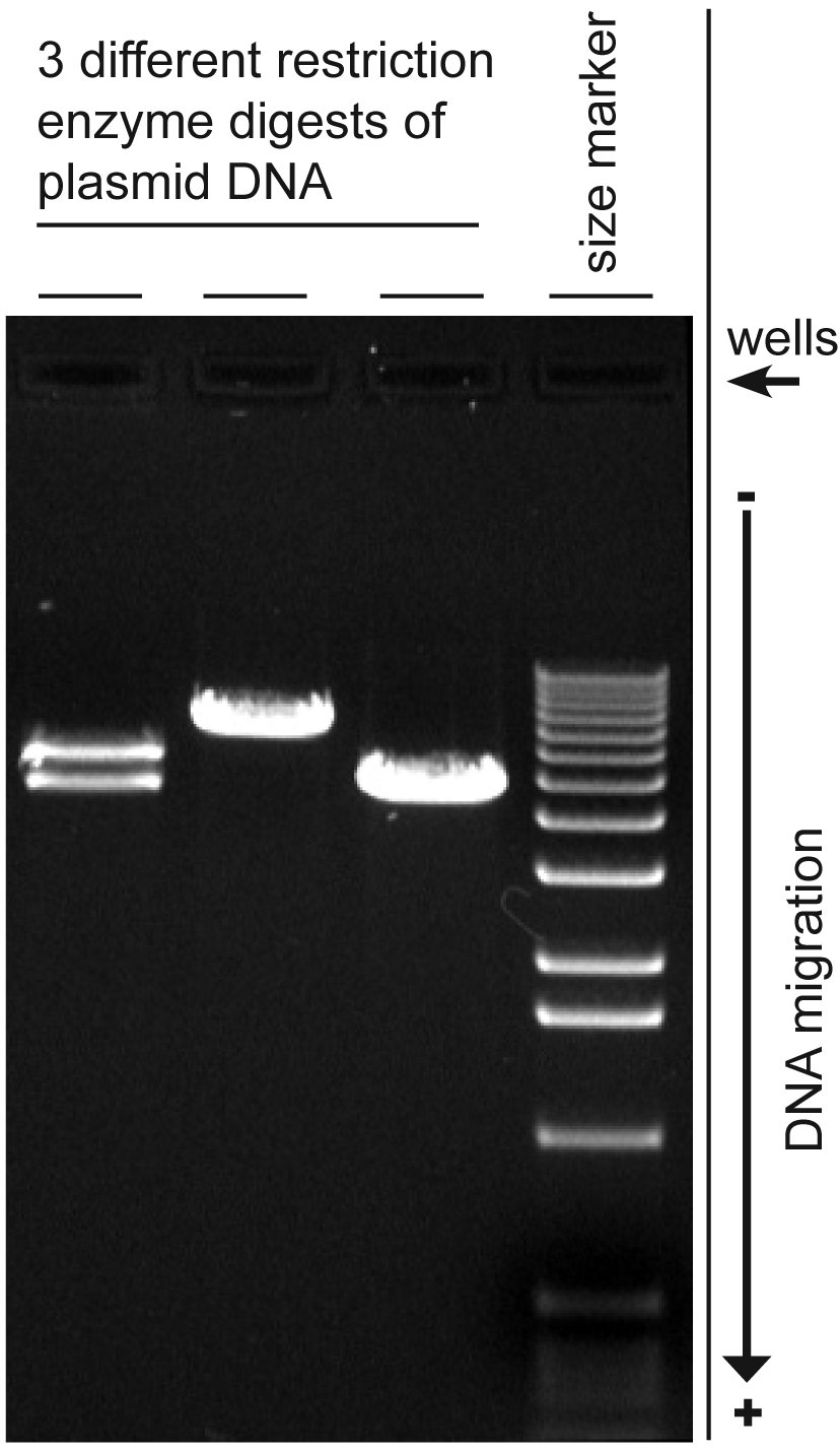 Forensic DNA sequencing and genetic genealogy family tree reconstruction