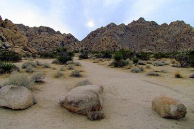 Vanished from Indian Cove: The Laura Bradbury Joshua Tree Case (1984)