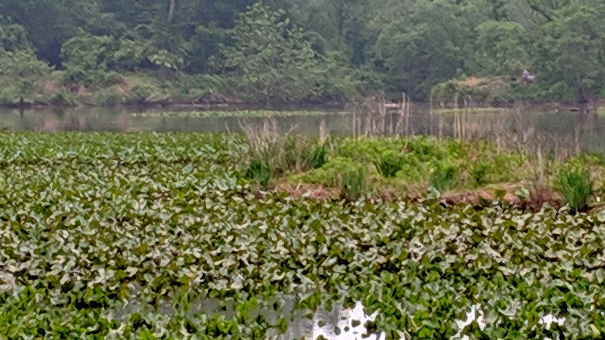 Kenilworth Aquatic Gardens Washington DC