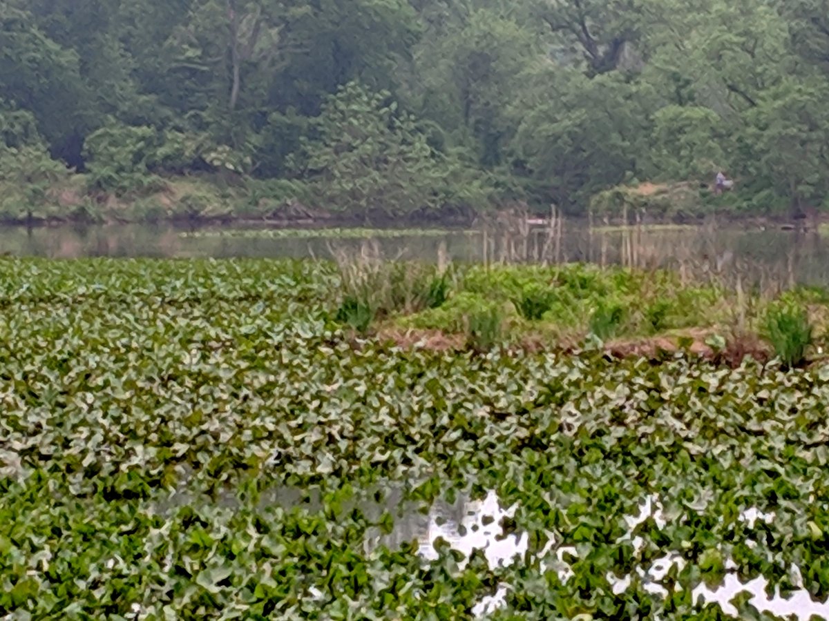 Kenilworth Aquatic Gardens Washington DC