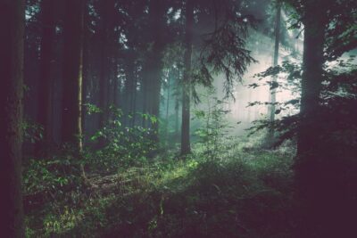 Shannon Siders Murder: How a Cold Case Task Force Solved the 1989 Michigan Woods Homicide