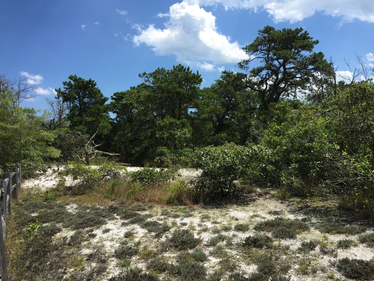 New Jersey Pine Barrens Wooded Corridor