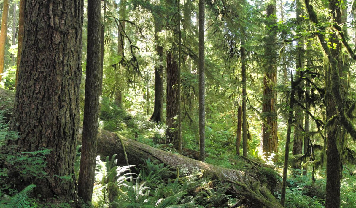 Olympic National Park mountain rescue teams