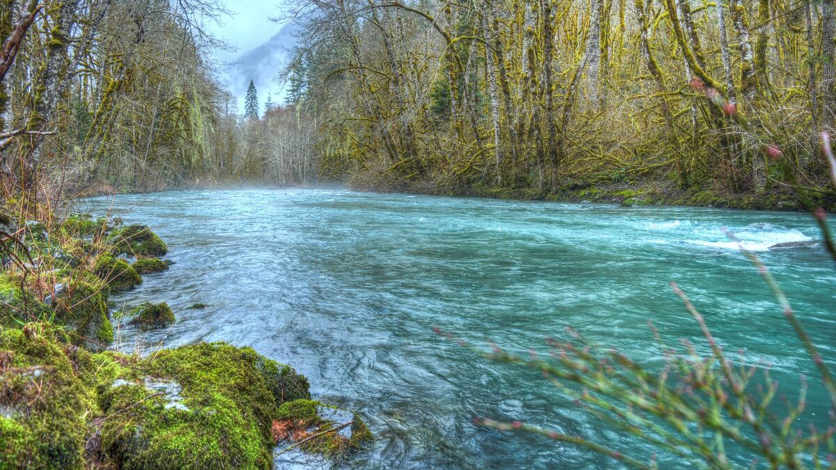 Olympic National Park Dosewallips Rainforest Pete Daniels