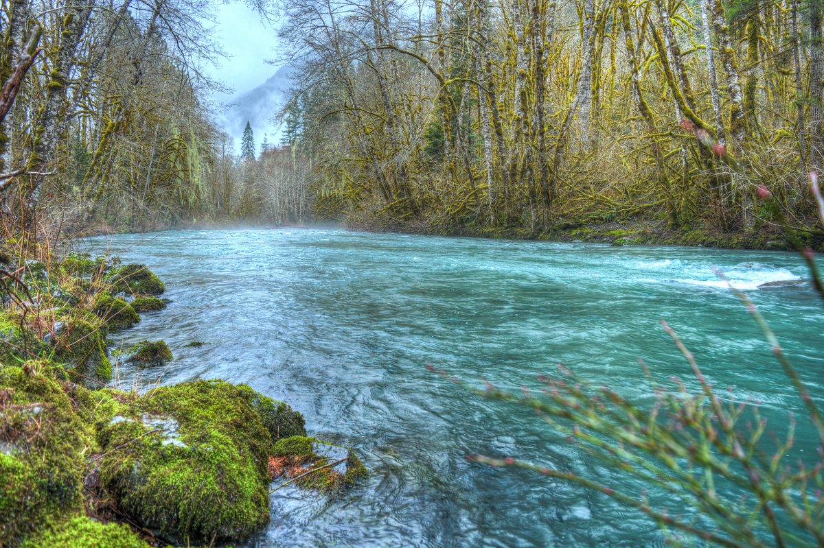 Olympic National Park temperate rainforest and Dosewallips River