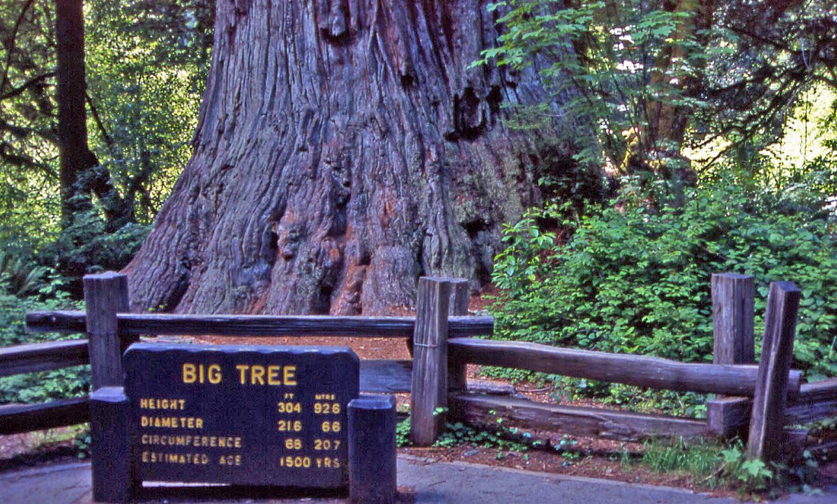 Search and rescue teams in Redwood National Park