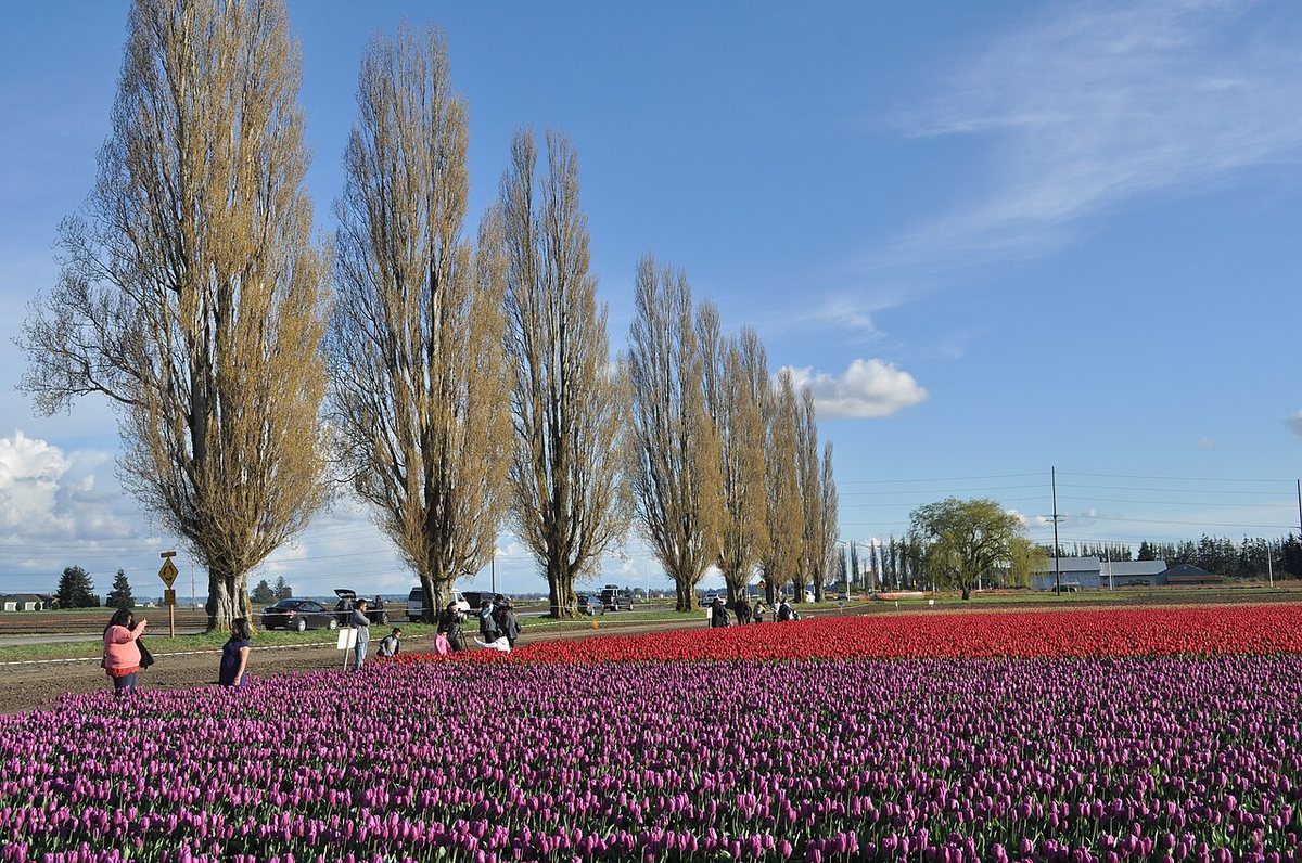 Alger Washington in Skagit County where Tanya Van Cuylenborg was discovered in 1987