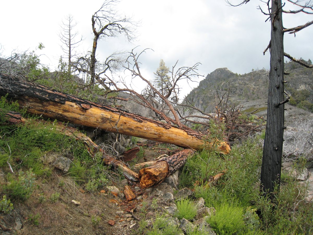 YOSAR search and rescue teams Yosemite high country
