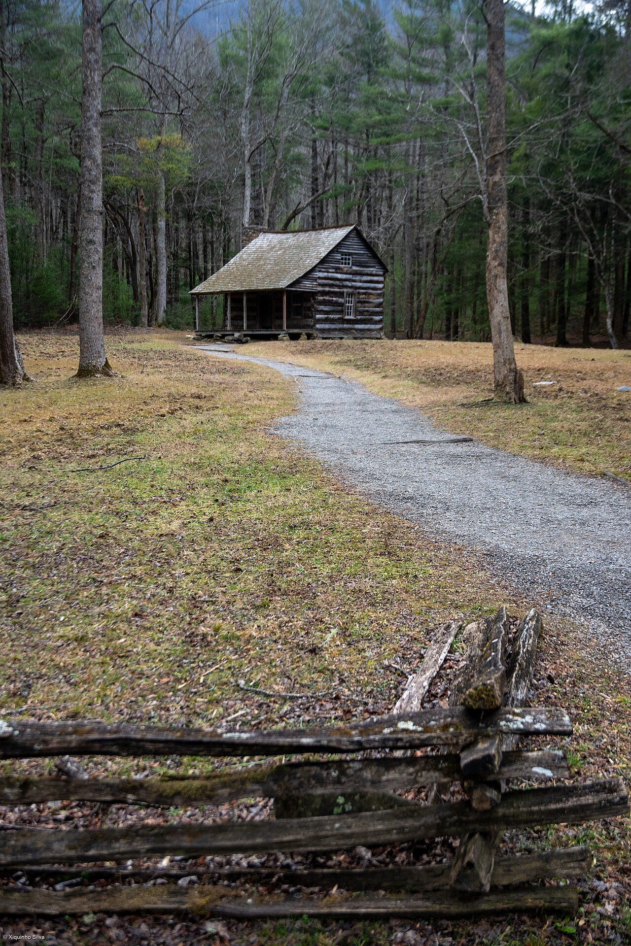 Dense Appalachian forest with thick rhododendron and mountain laurel undergrowth